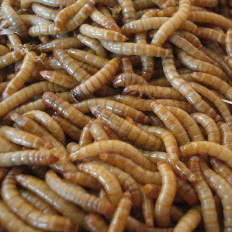 人工黄粉虫养殖技术(如何培育黄粉虫苗视频)