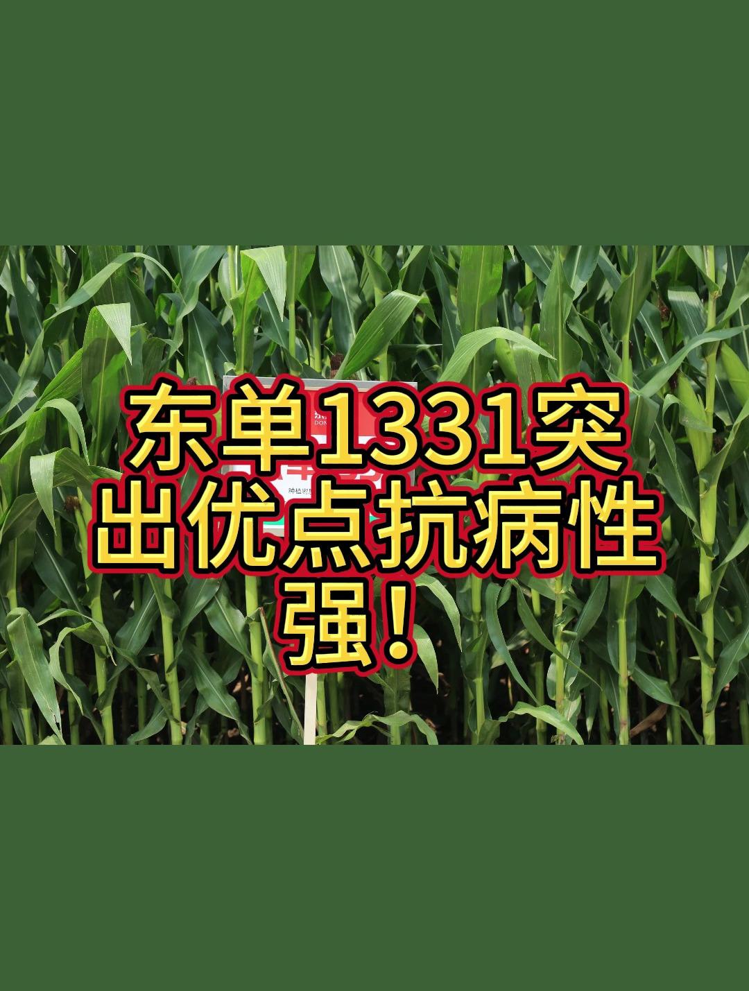 东单1331玉米品种简介(东单1331玉米品种简介和产量)