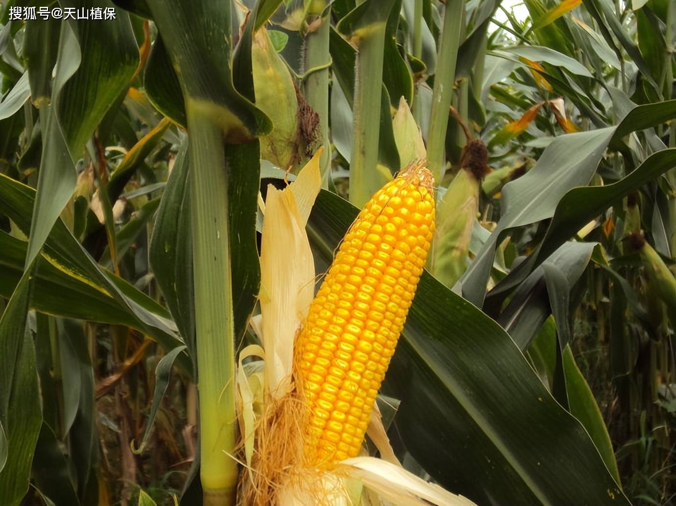 适宜广西种植高产玉米品种(适合广西种植的玉米品种系列)