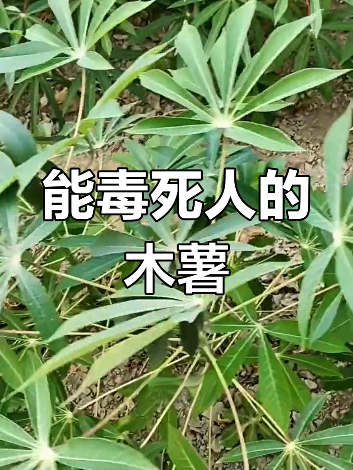 木薯转基因(木薯是转基因食品吗)