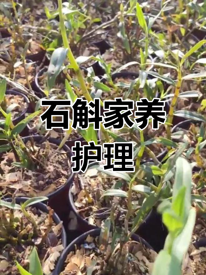 米斛养殖方法(米斛的栽培方法)