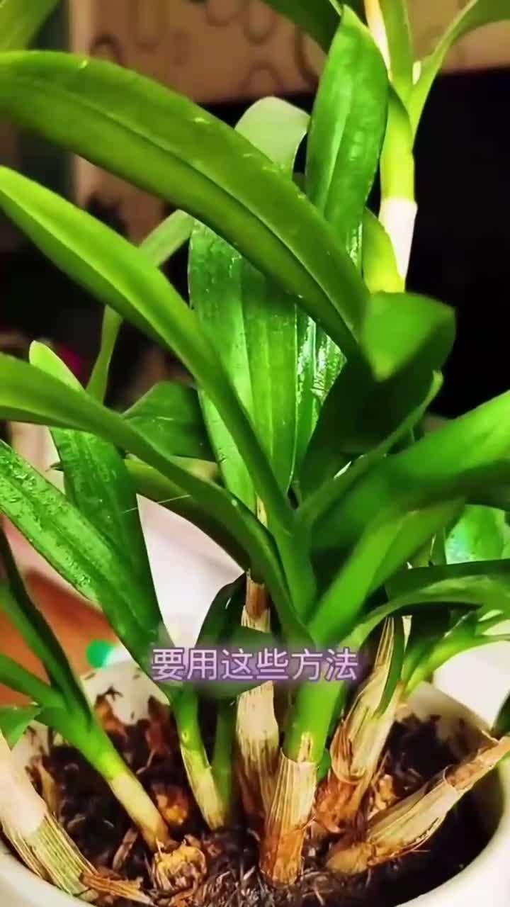 米斛养殖方法(米斛的栽培方法)