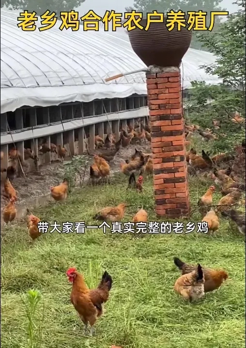 视频养鸡(养鸡视频给我看一下)