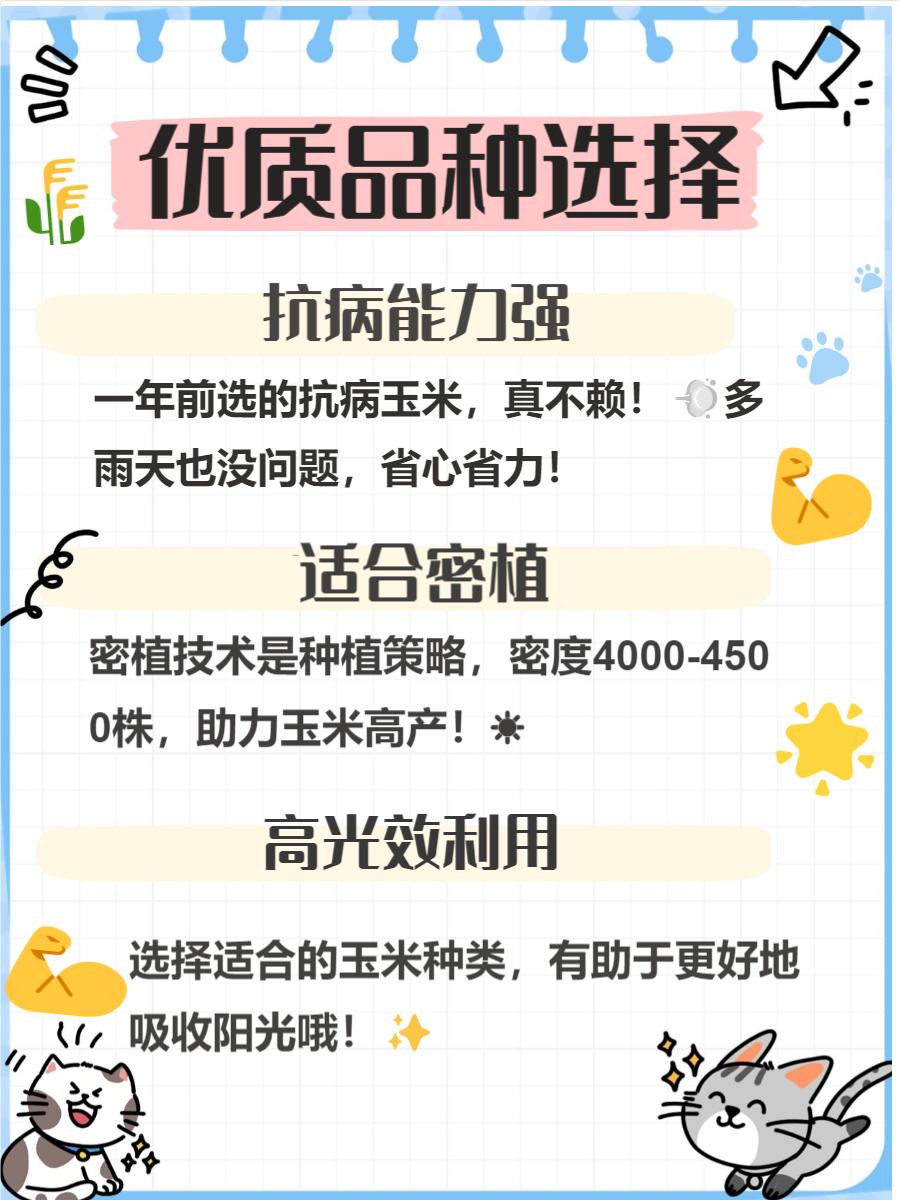 如何种植玉米高产(如何种植玉米高产视频)