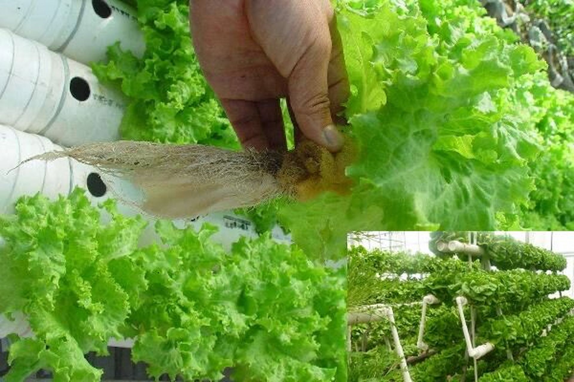 生菜根怎么种(生菜根怎么种植)