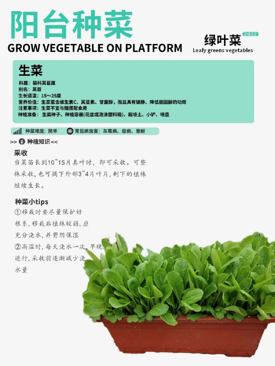 生菜根怎么种(生菜根怎么种植)