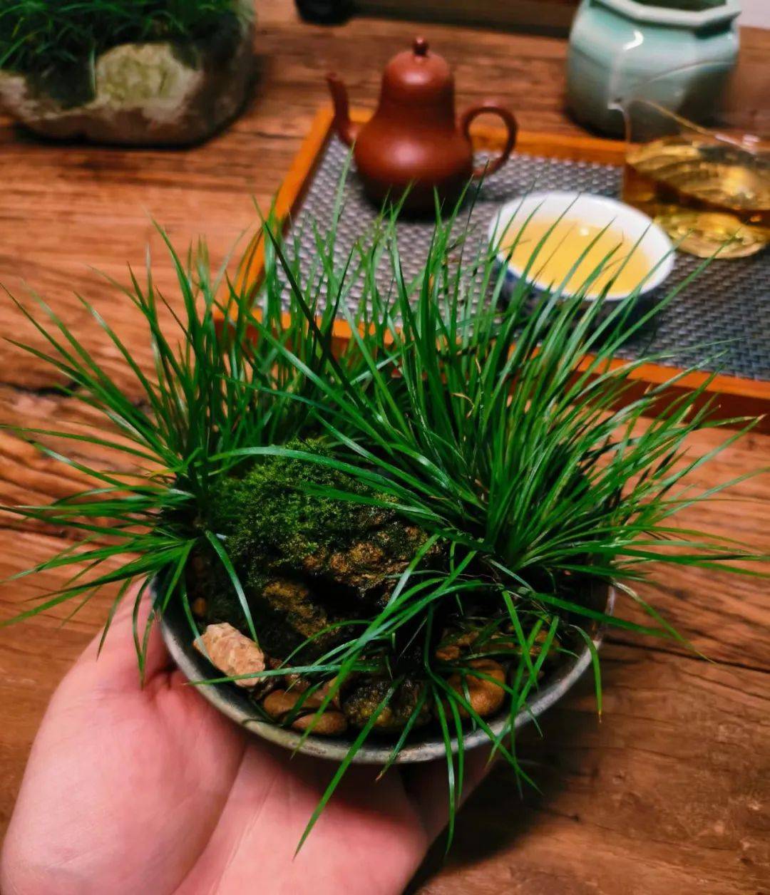菖蒲的病虫害防治(菖蒲的病虫害防治措施)