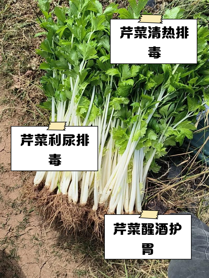 夏季种芹菜用几针遮阳网较好(夏天种植芹菜整个生长期覆盖遮阳网芹菜可以生长吗)