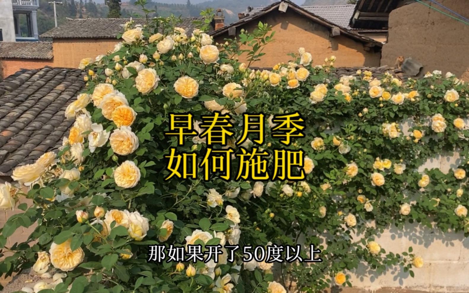开花的时候施肥(开花的时候施肥好不好)