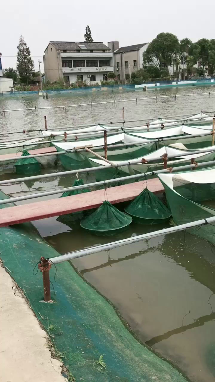 中国水产养殖种类(中国水产养殖种类大全)