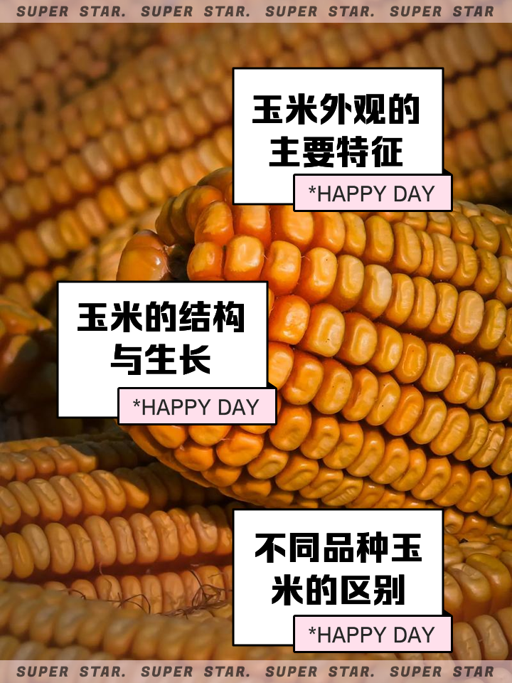 哈丰303玉米简单介绍(哈丰8号玉米种子积温多少)