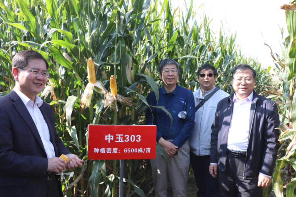 哈丰303玉米简单介绍(哈丰8号玉米种子积温多少)