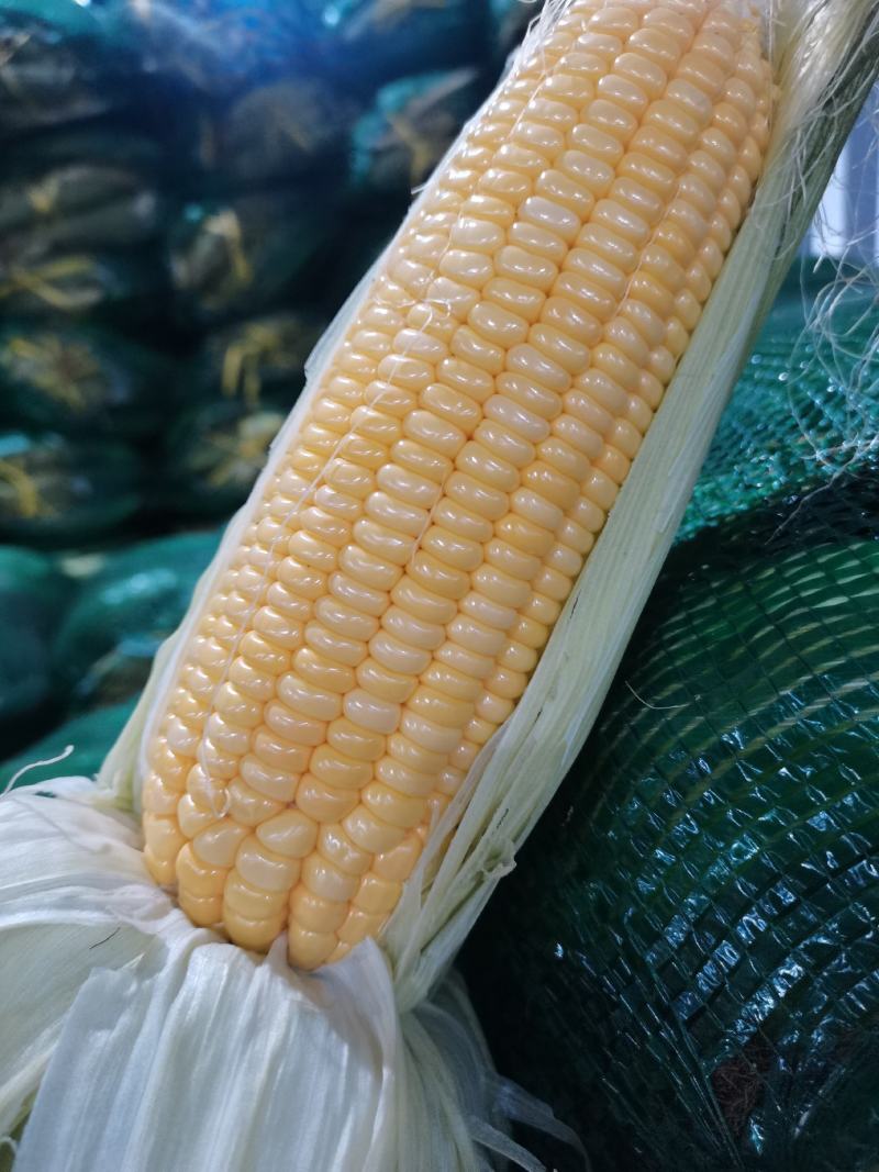 适合浙江种植的玉米品种(适合浙江种植的玉米品种排行榜)