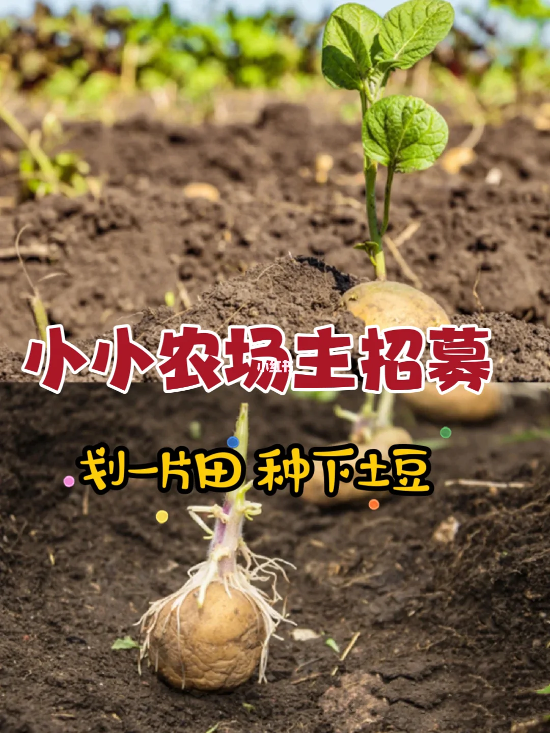 栽洋芋的方法(栽洋芋的方法和技巧)