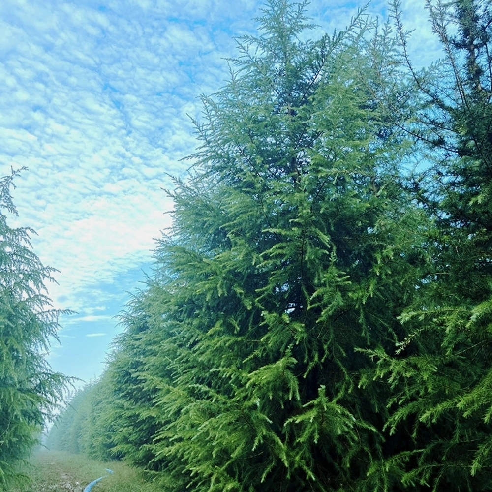 苗木绿化树(绿化苗木是什么意思)