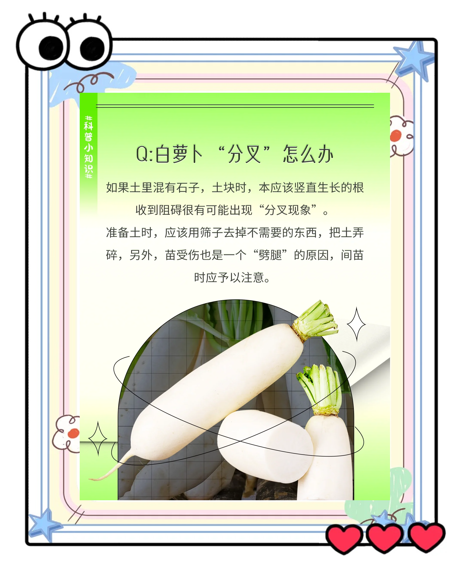 白萝卜怎么种植小盆栽(白萝卜怎样种才高产又好吃)