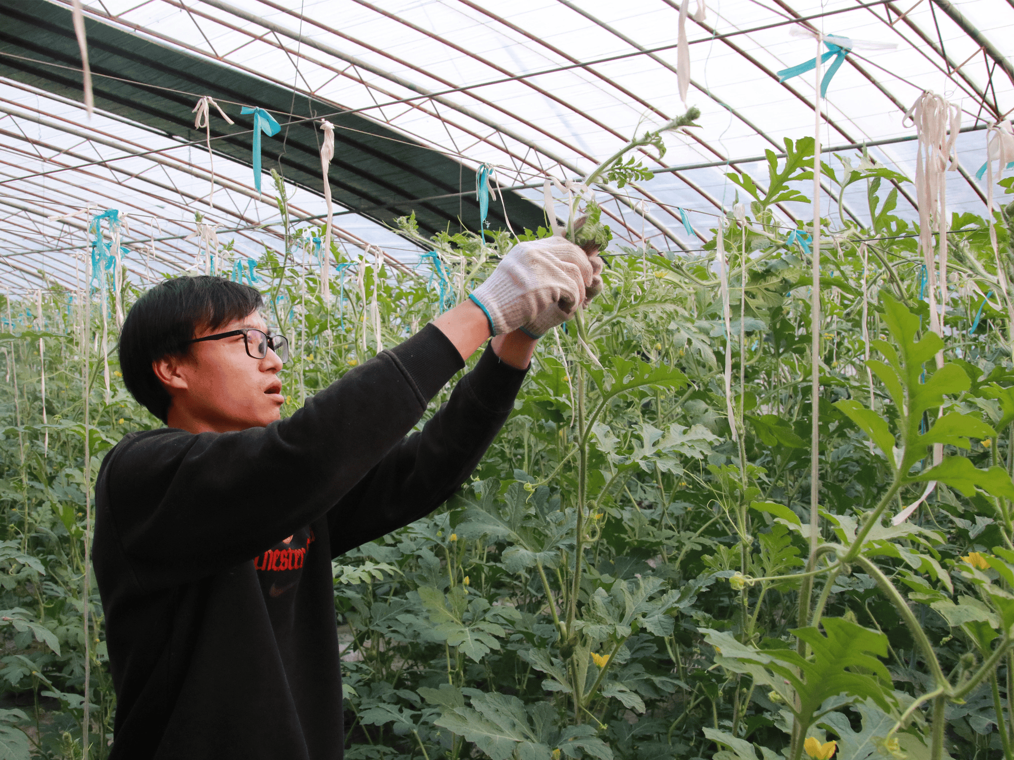 种瓜用什么技术栽培(种瓜用什么技术栽培最好)