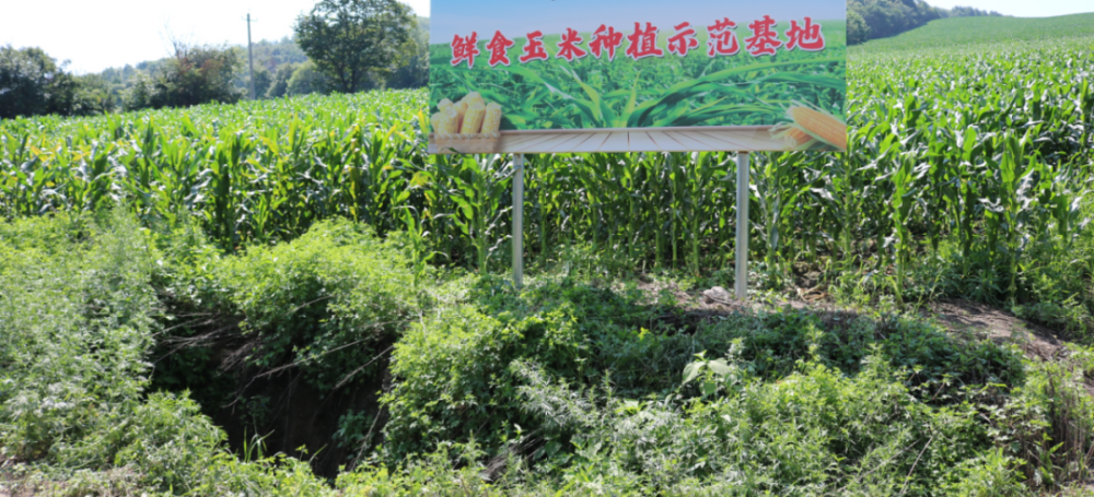 糯玉米基地(糯玉米基地视频)