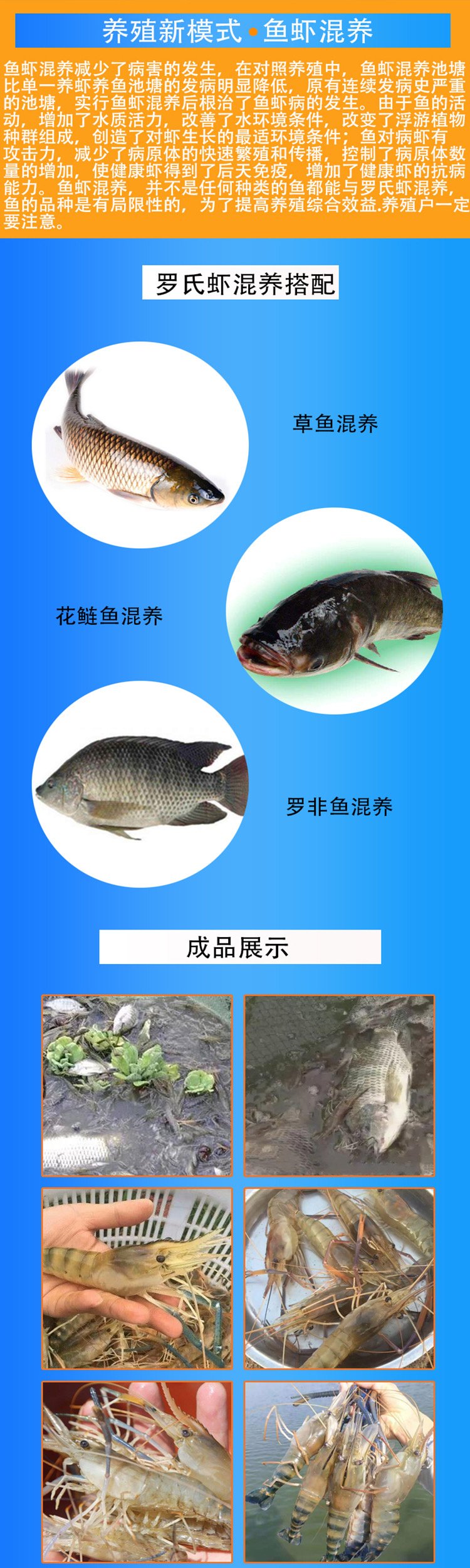 大头虾养殖技术(养大头虾要主意哪几点)