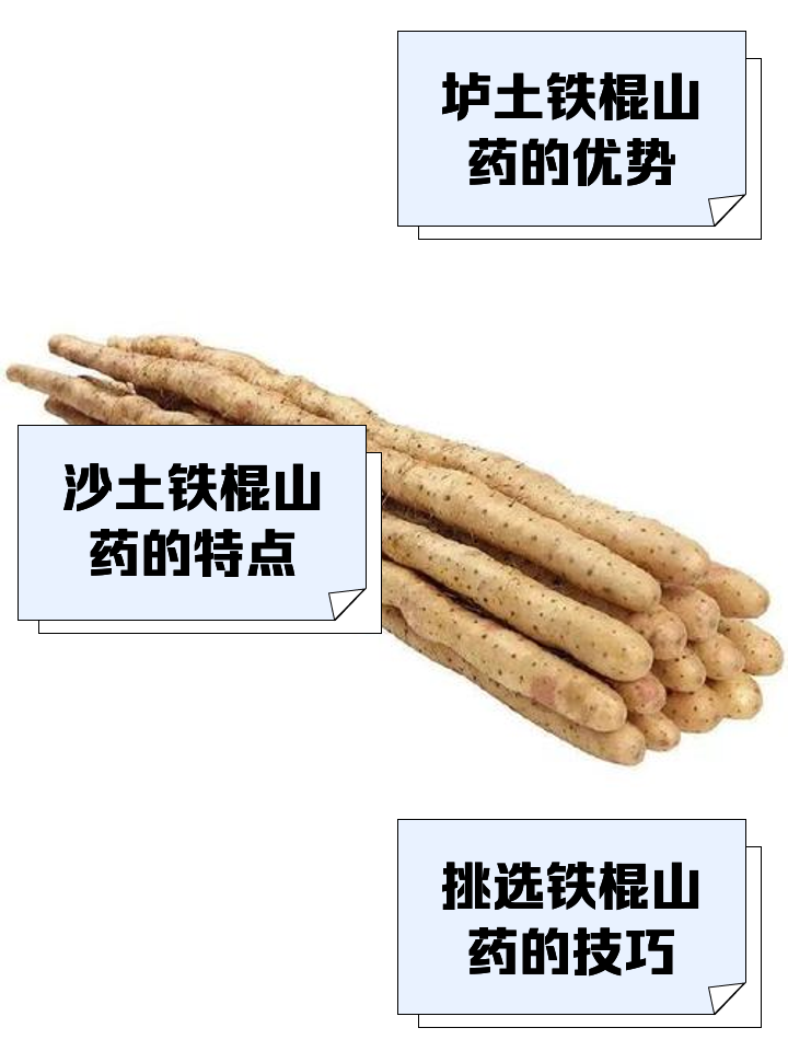 铁棍山药几月种植(铁棍山药几月份采收)