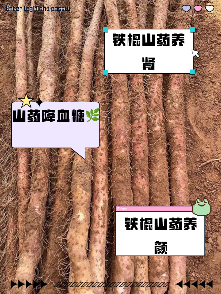 铁棍山药几月种植(铁棍山药几月份采收)