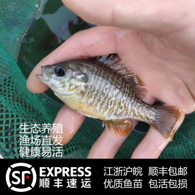 太阳鱼养殖技术(太阳鱼养殖技术与管理)