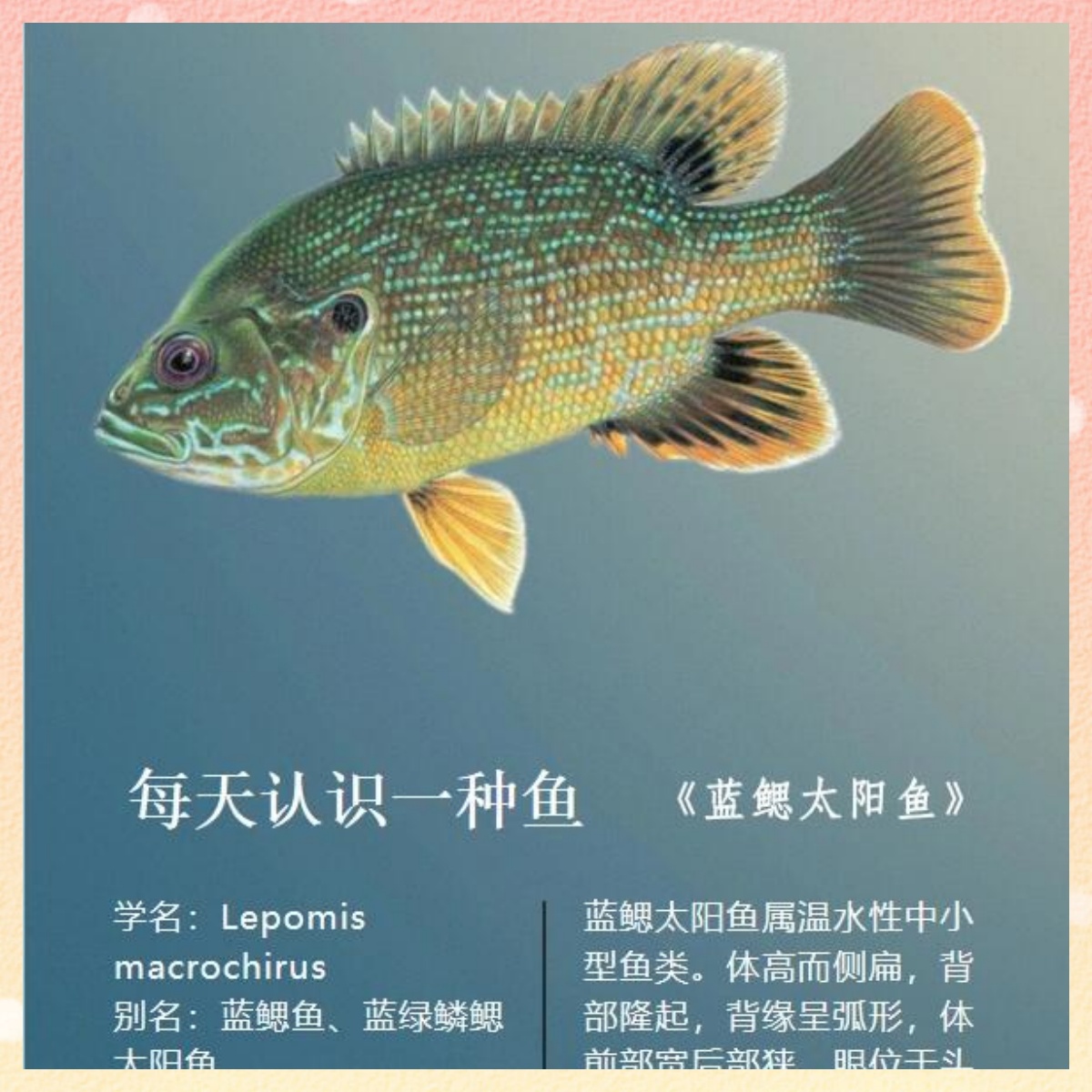 太阳鱼养殖技术(太阳鱼养殖技术与管理)