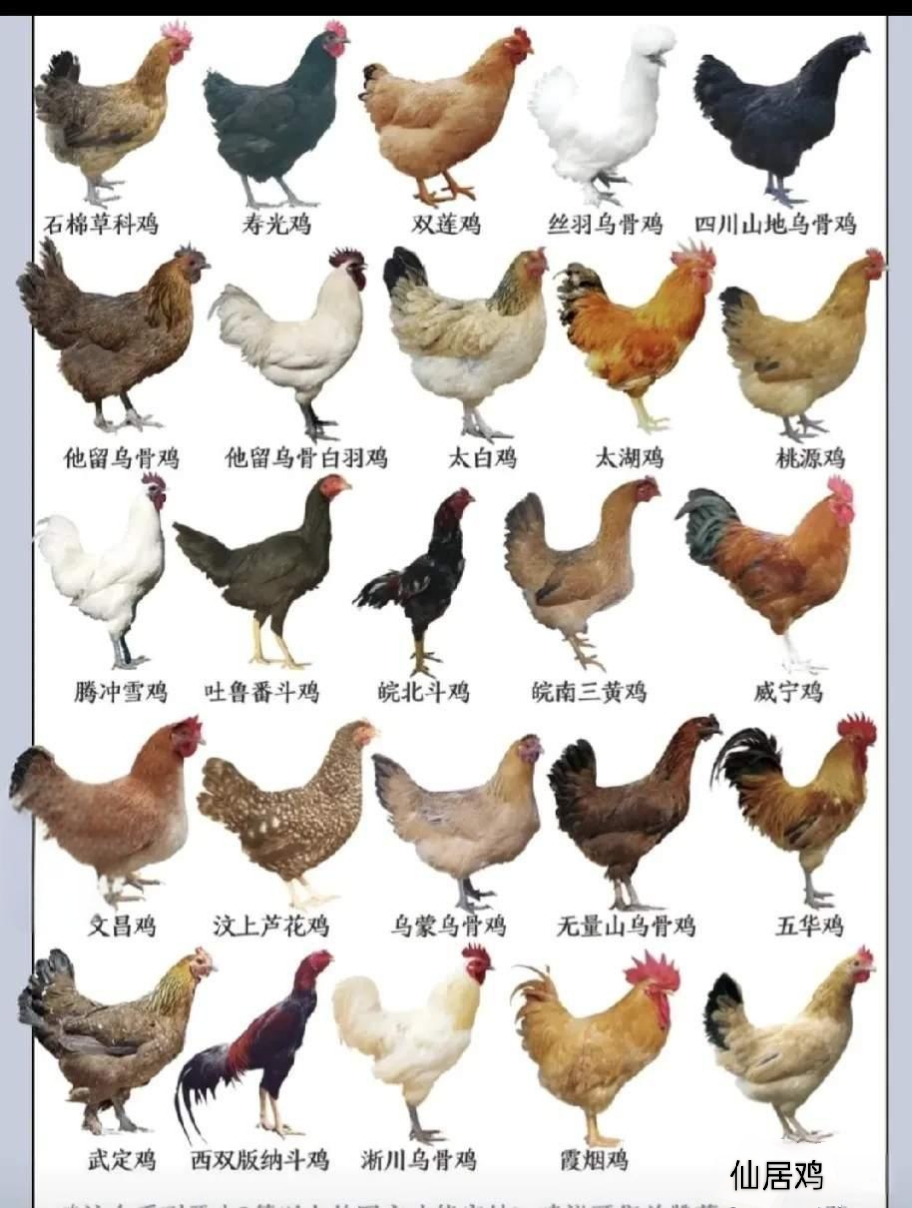 关于肉鸡饲养,养肉鸡的,,1.24,2,中,培育词的信息