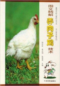 关于肉鸡饲养,养肉鸡的,,1.24,2,中,培育词的信息