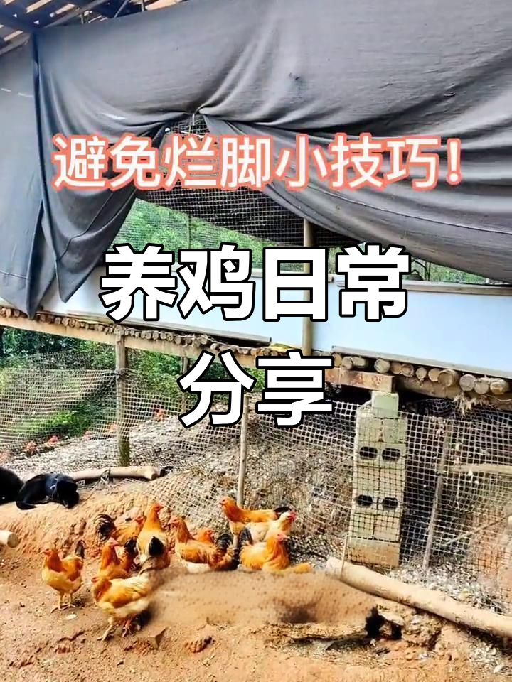 散养土鸡养殖周期(散养土鸡规模能到多大)