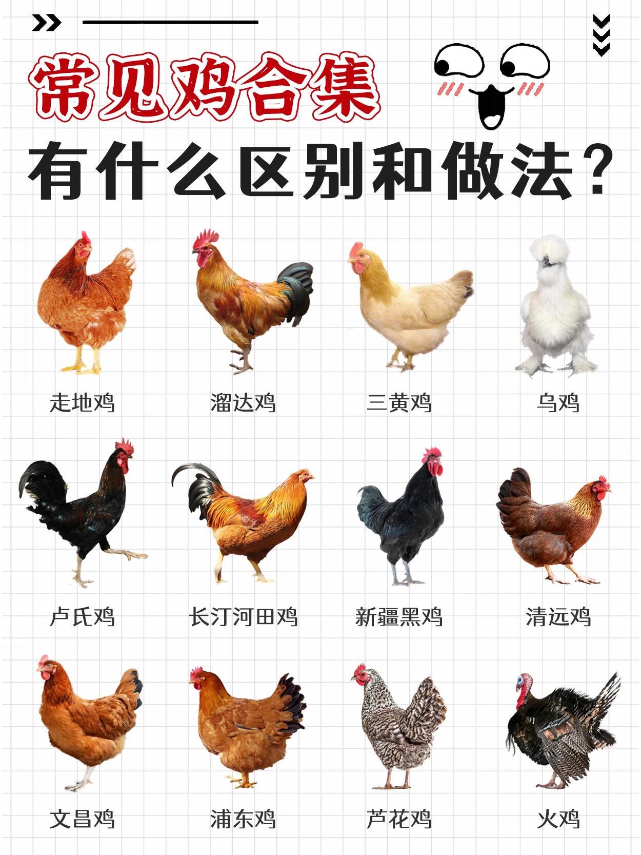 散养土鸡养殖周期(散养土鸡规模能到多大)