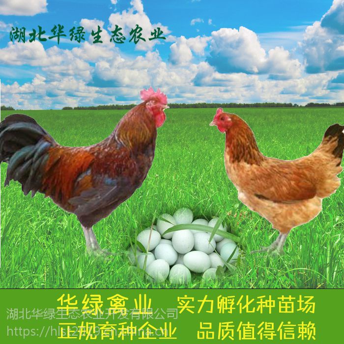 蛋鸡绿色养殖(蛋鸡绿色养殖方法)