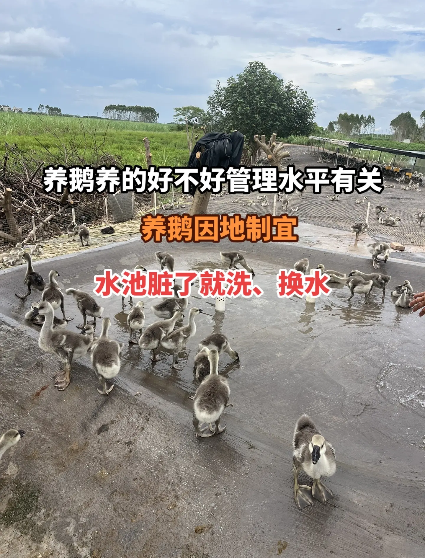 小鹅养殖技术(小鹅饲养管理技术视频)