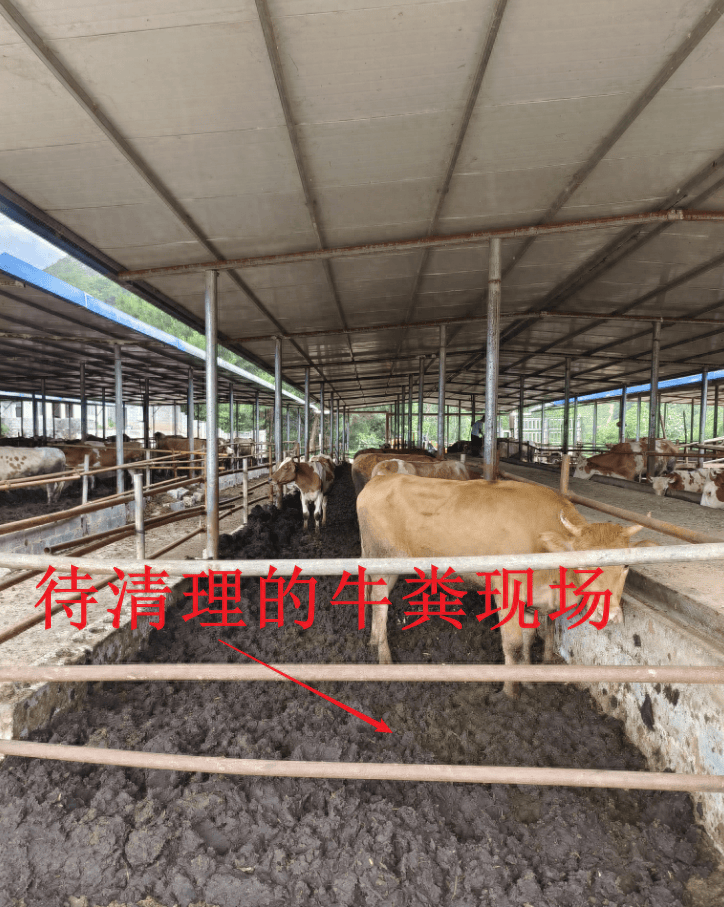 牛粪养殖草鱼技术(牛粪养鱼多长时间用一次)