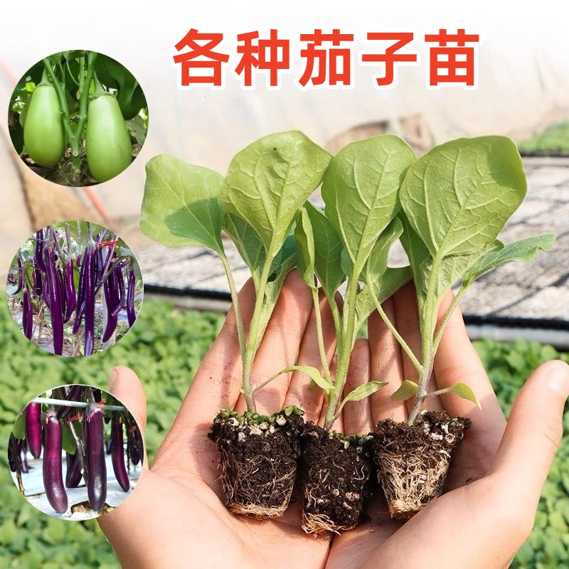 杭茄种植技术(杭茄一号的种植方法与管理)