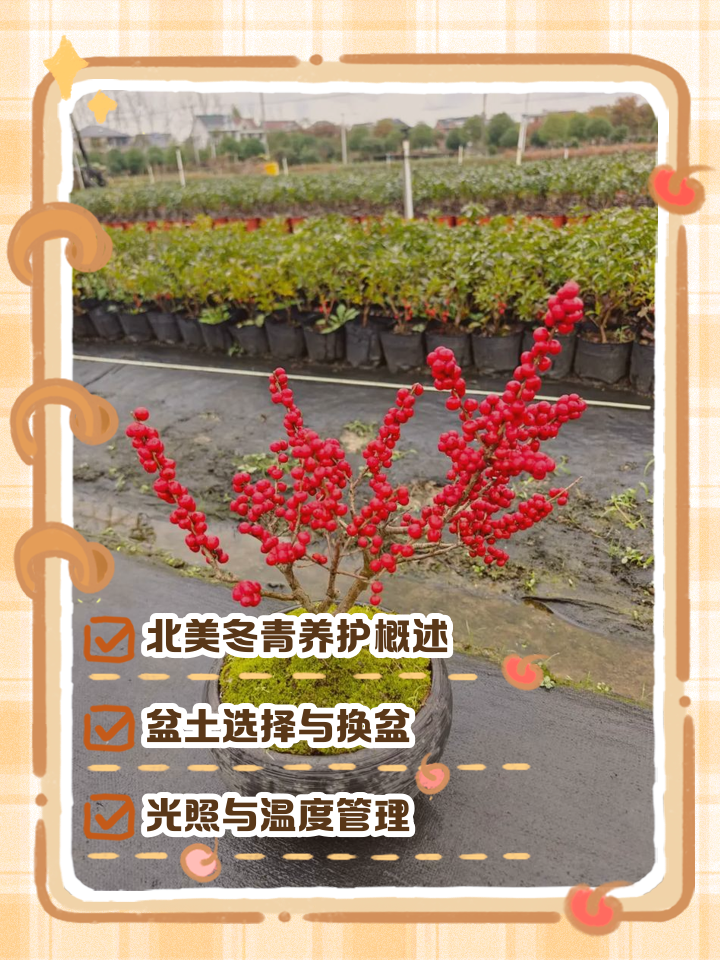 冬青栽培与繁殖(冬青栽培与繁殖的区别)