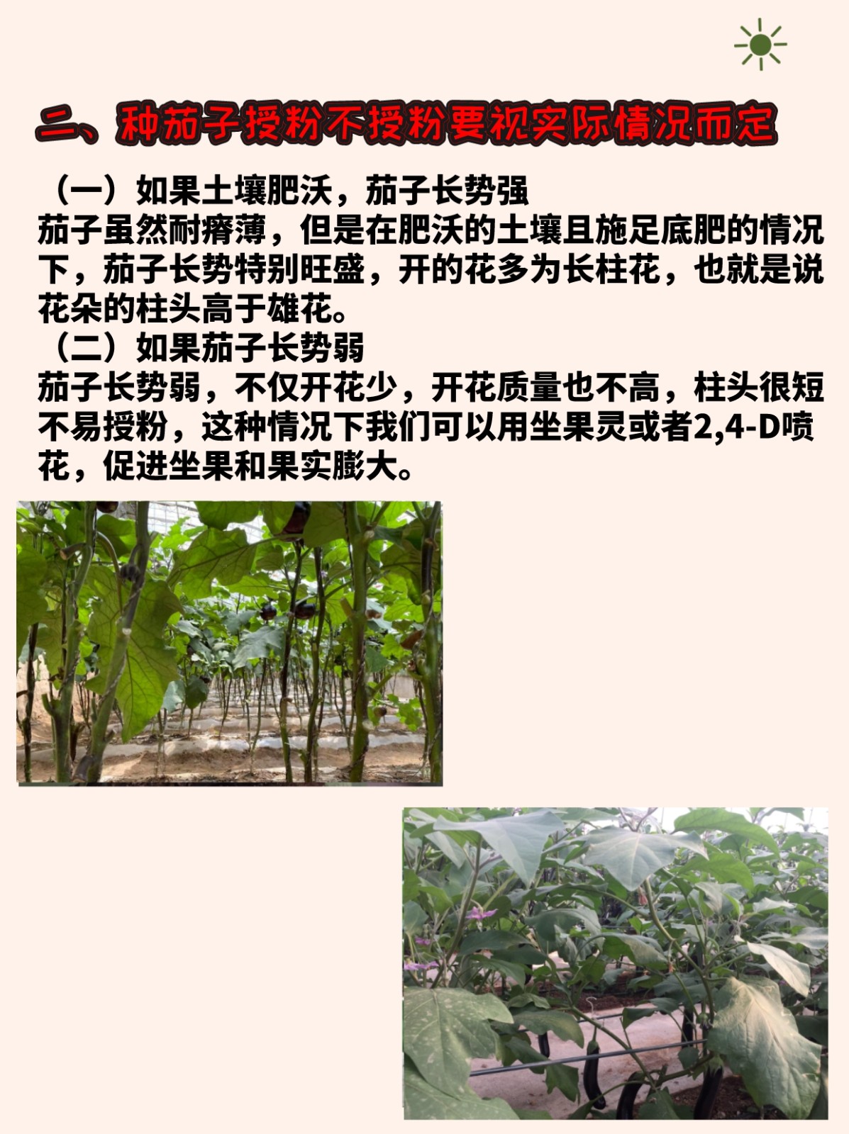 露天茄子的种植方法和时间(要想露天茄子产量高,这2个小技巧少不了,农民快学学)