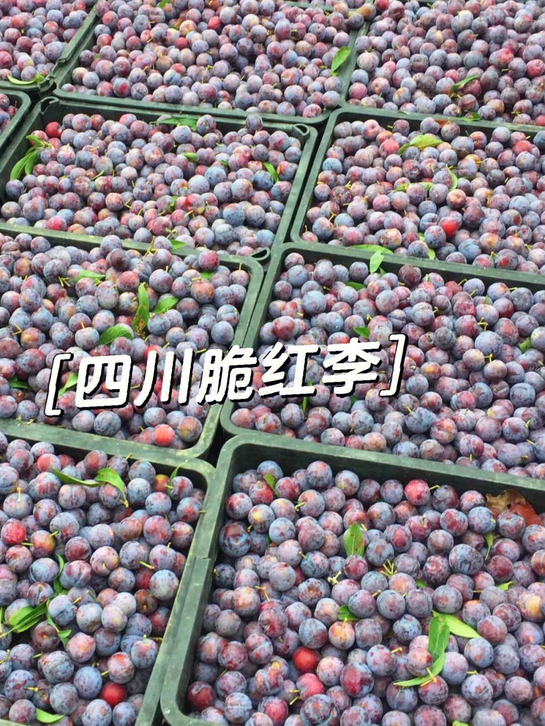 绿甘蓝属于绿通吗(绿甘蓝属于绿叶蔬菜吗)