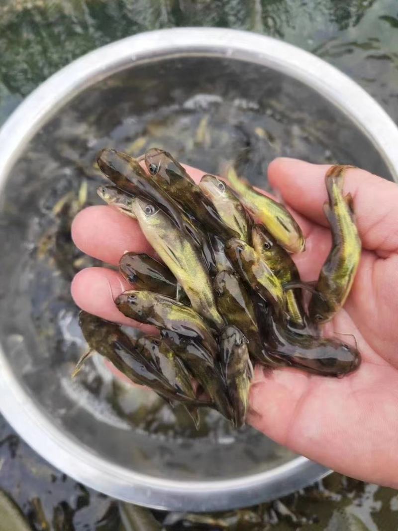 黄辣丁怎么养殖技术视频(黄辣丁怎么养殖技术视频教程)