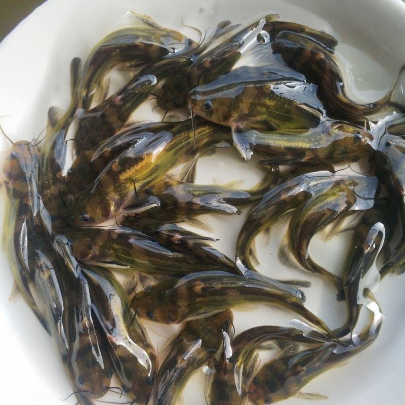 黄辣丁怎么养殖技术视频(黄辣丁怎么养殖技术视频教程)