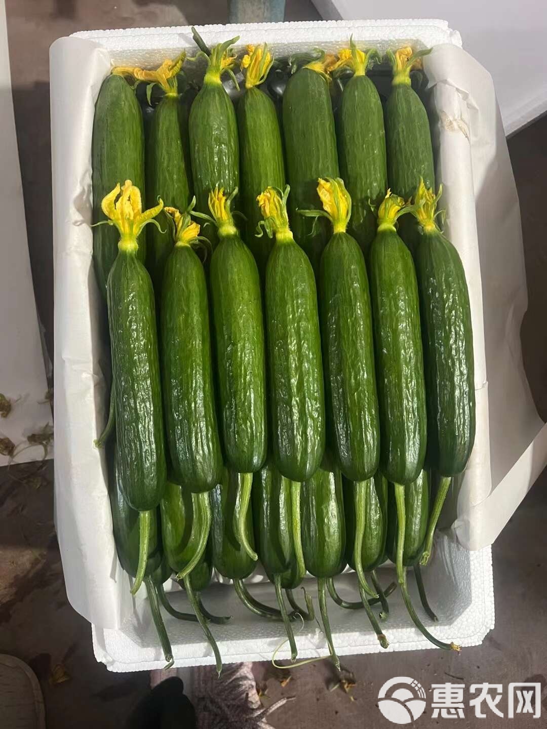 湖南黄瓜品种(湖南黄瓜品种有哪些)