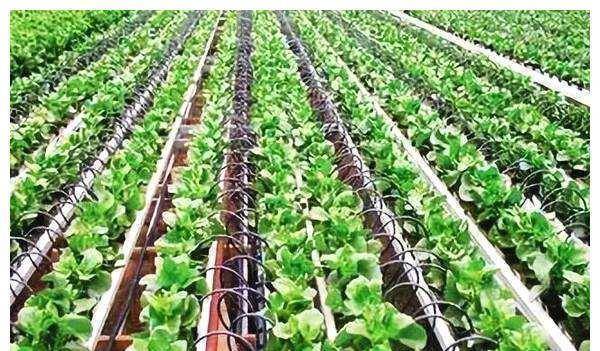 以色列滴水灌溉(以色列滴水灌溉方法)