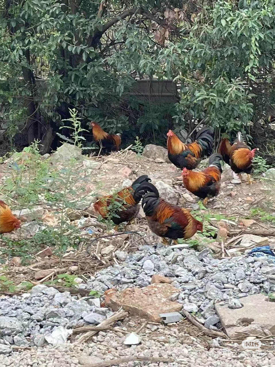 土鸡散养的养殖技术(你们认为土鸡散养有哪些好处?)