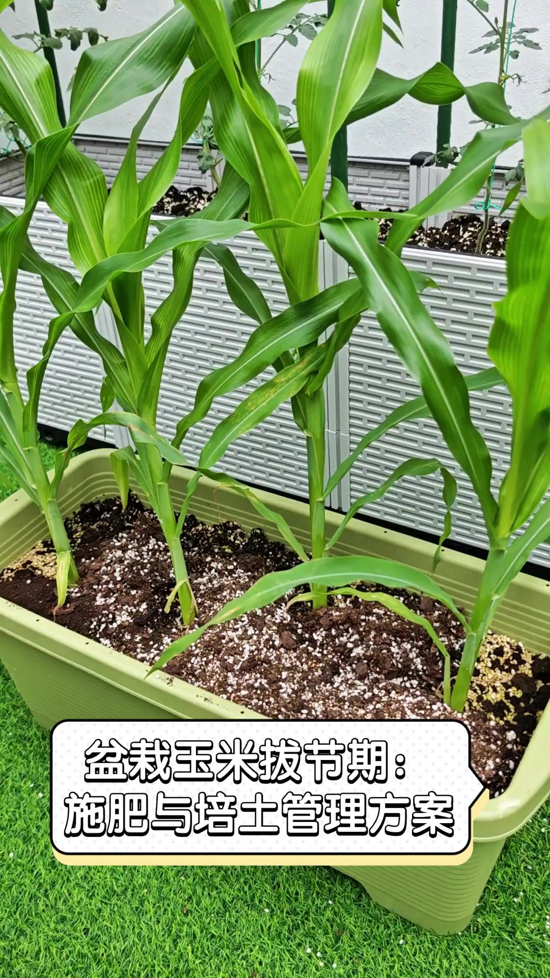 粘玉米的种植时间(粘玉米种植时间和收货时间)