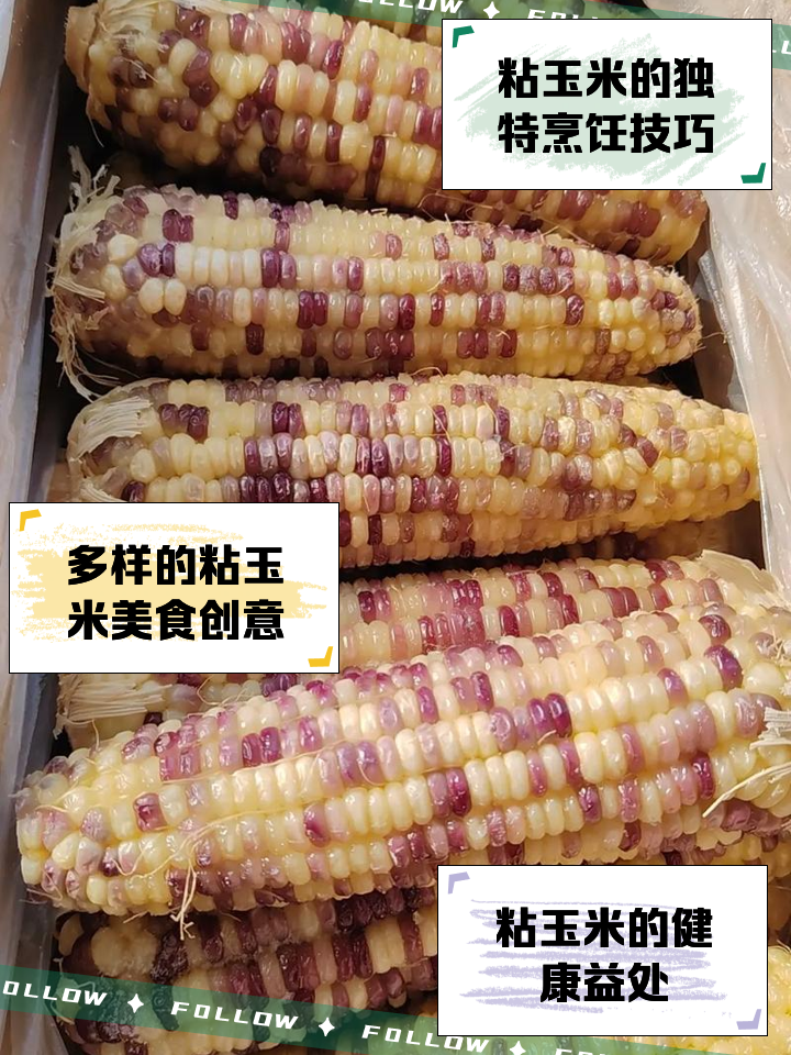 粘玉米的种植时间(粘玉米种植时间和收货时间)