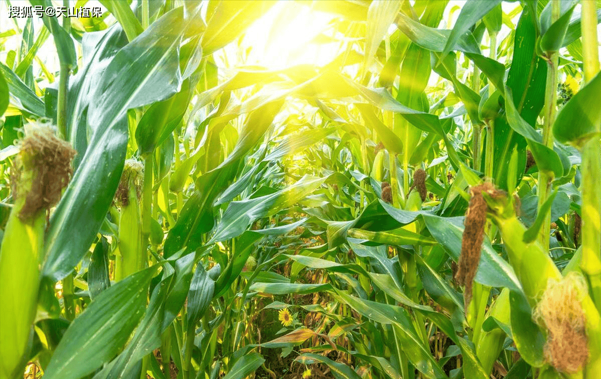 包米种(包米种子多少钱一斤)
