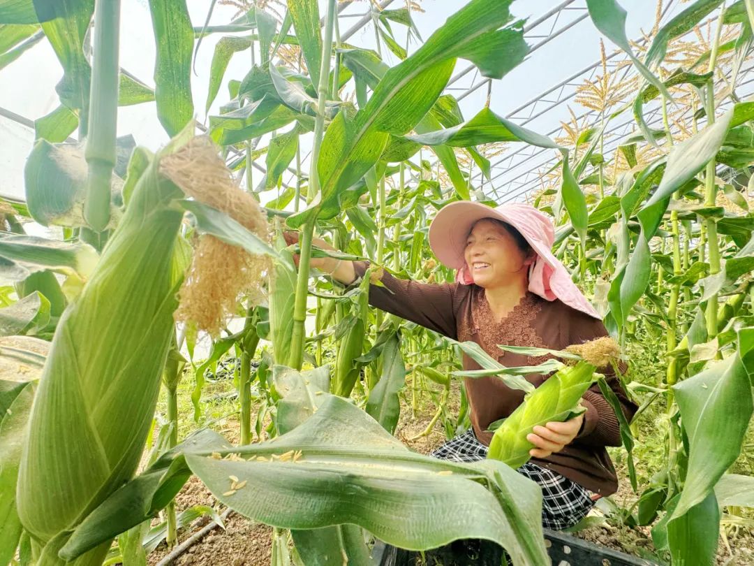 家庭种植玉米(家庭种植玉米视频)