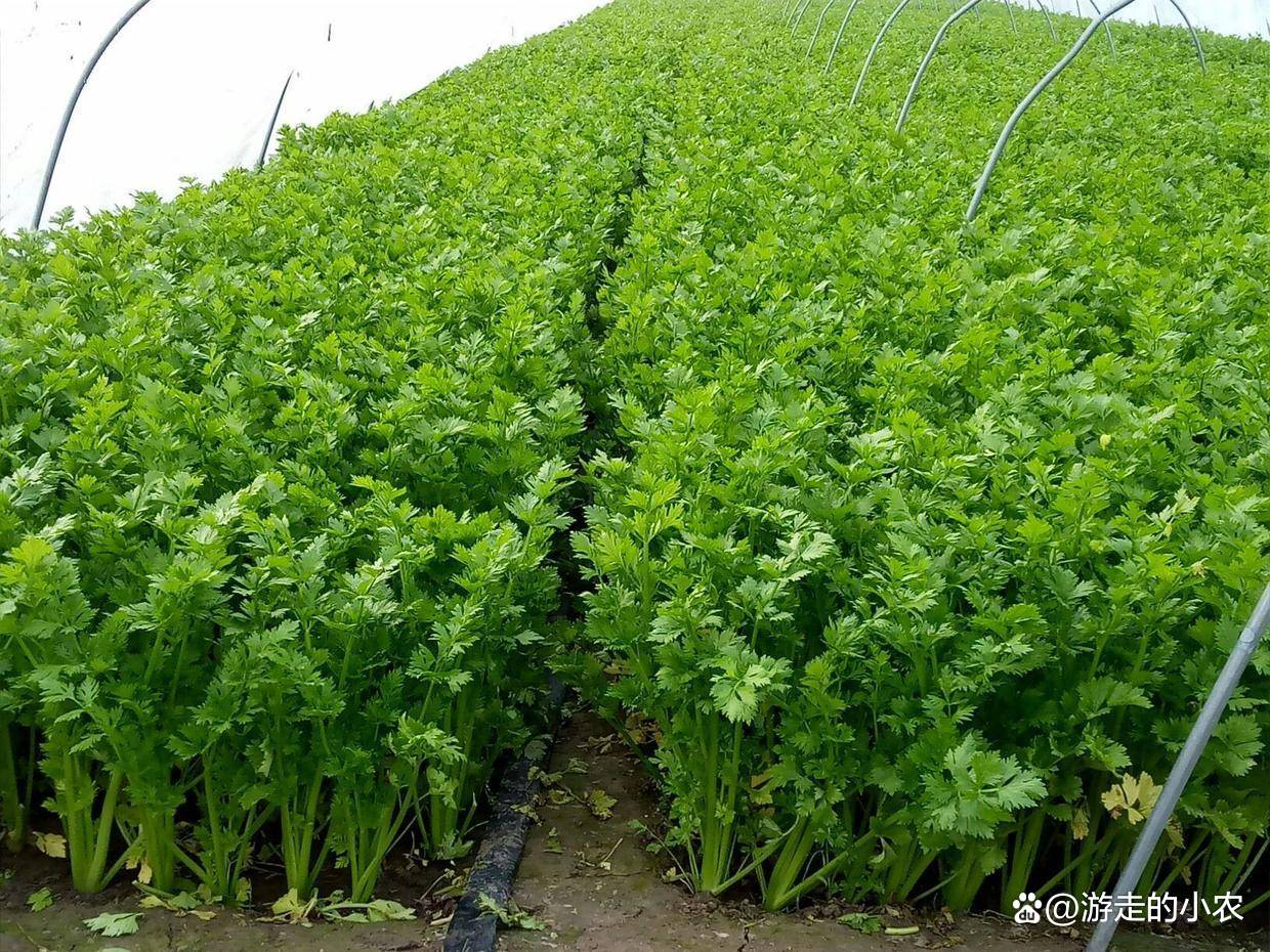 芹菜能重茬种吗(芹菜重茬种植技术)