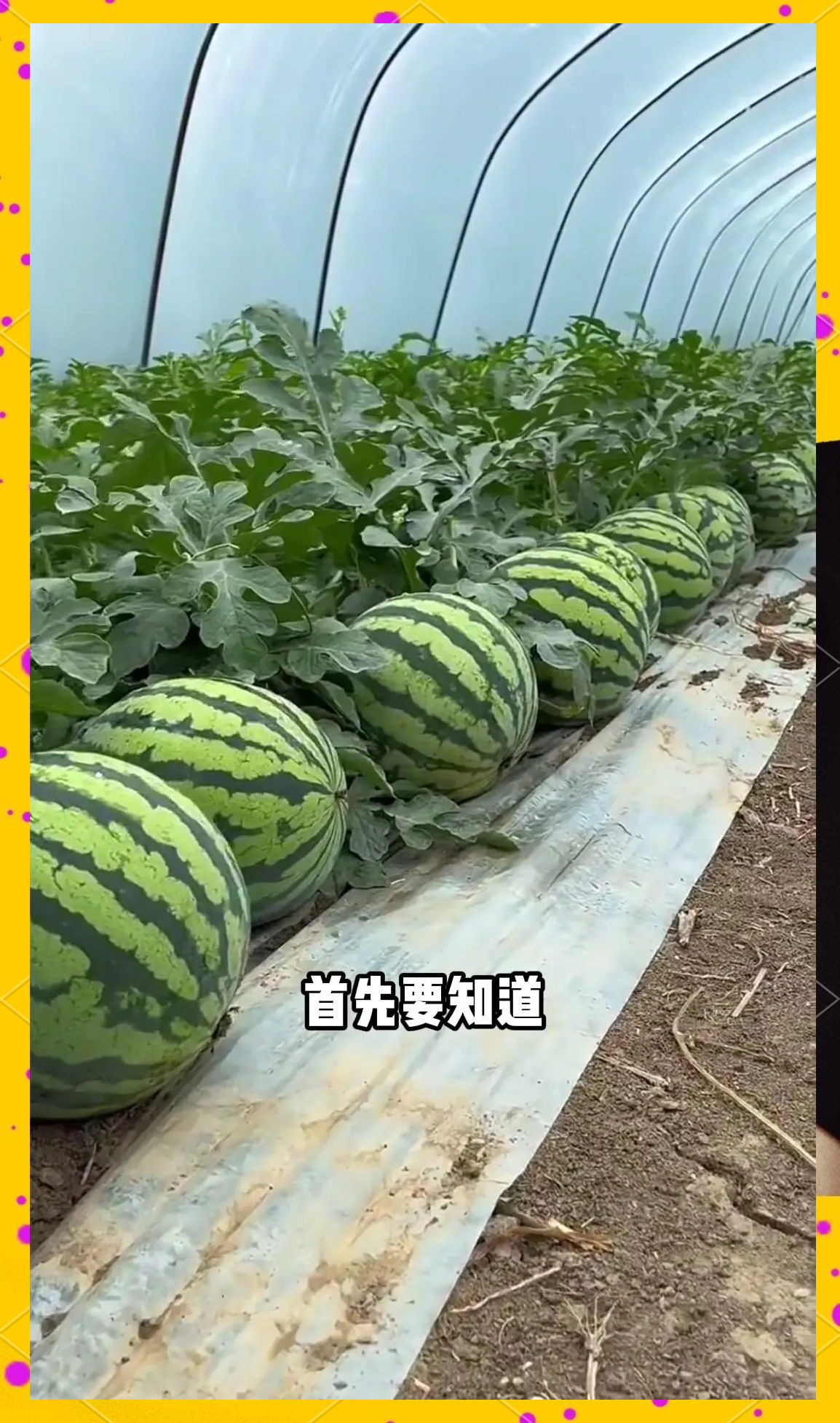 西瓜栽培时间与方法(西瓜种植时间及技术要点)