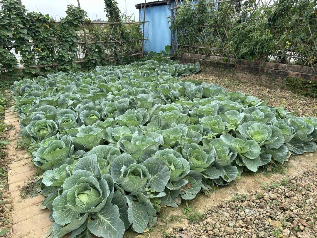 沙地种植什么蔬菜(沙地种植什么蔬菜水果)